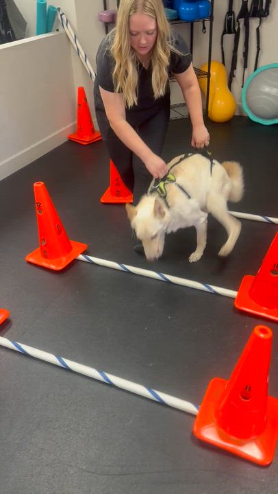 Enlarge Ritz, a Adoptable mixed breed in Scottsdale, AZ video 6/6