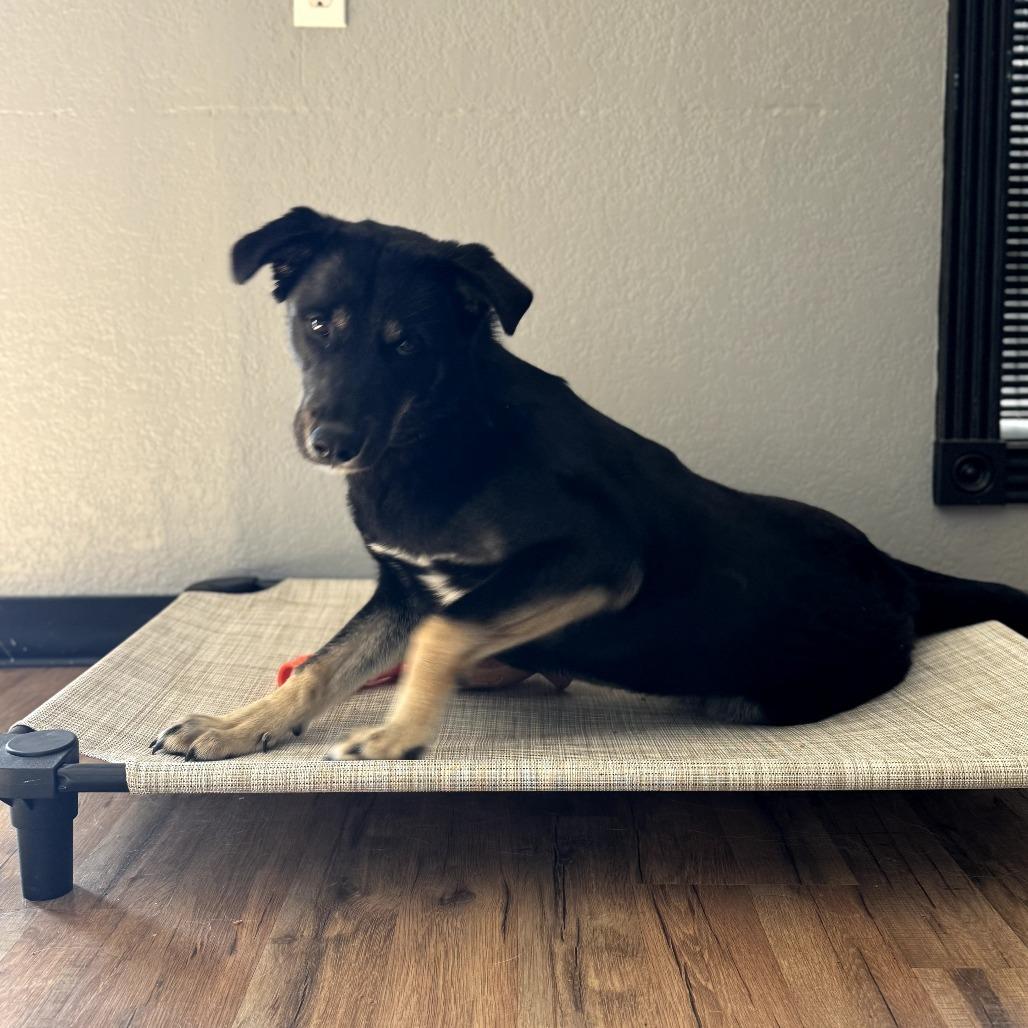 Boudreaux, Adoptable, Young Male Shepherd & Mixed Breed.