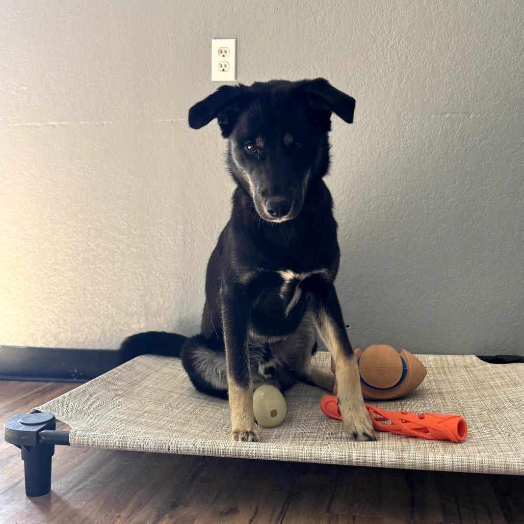 Enlarge Boudreaux, a Adoptable mixed breed in Wadena, MN image 4/4