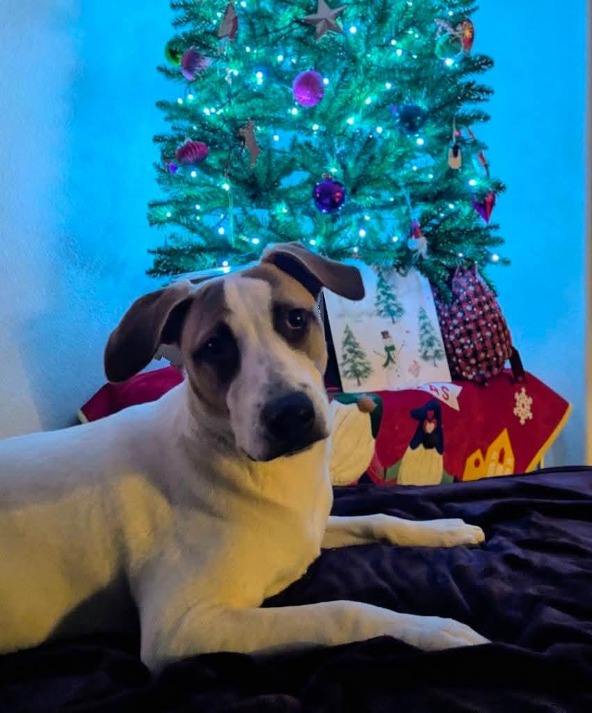 Enlarge Val Kilmer, a Adoptable mixed breed in Bend, OR image 3/4