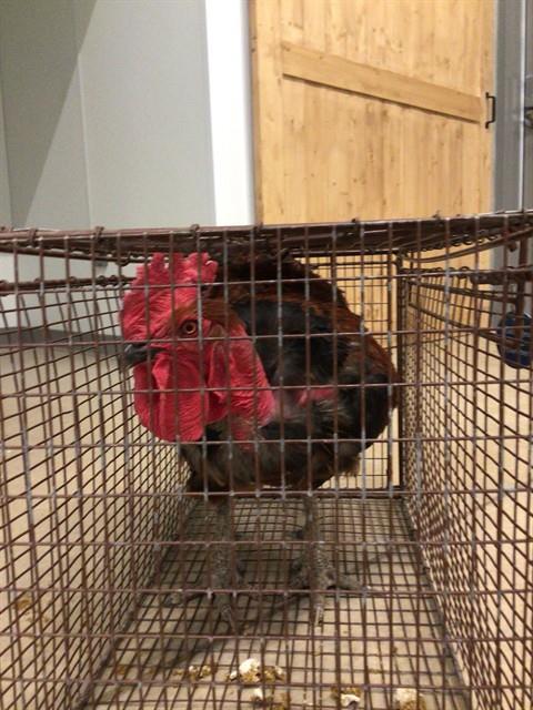 JEREMIAH, Adoptable, Young Male Chicken.
