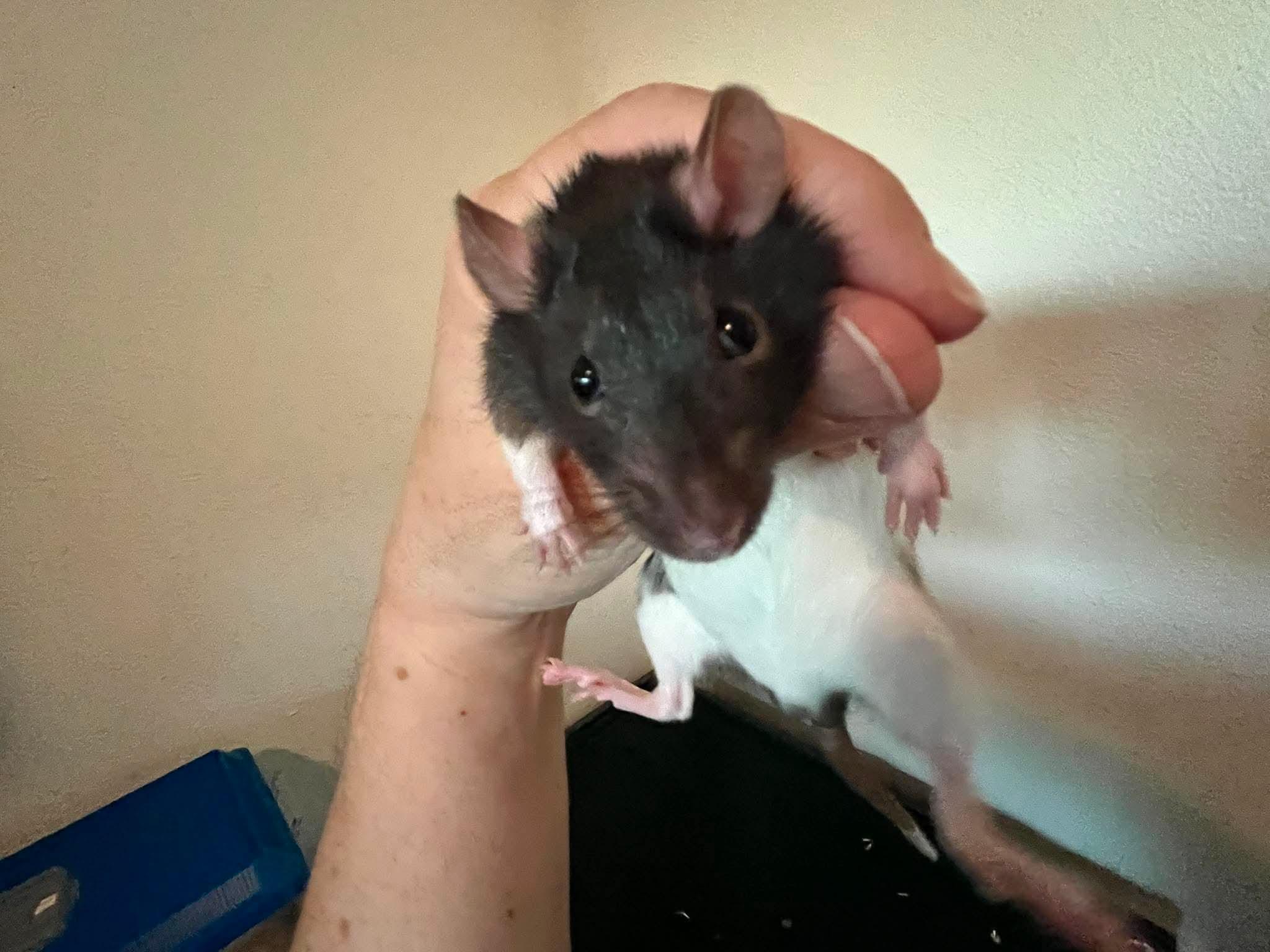 Enlarge Decoupage, Easel and Collage, a ADOPTABLE Rat in Eugene, OR image 3/4