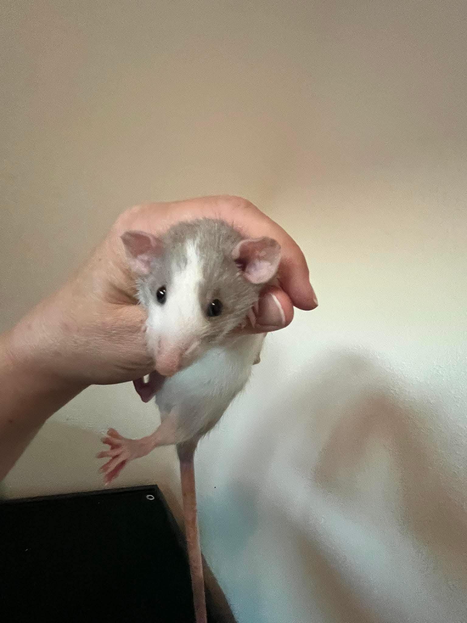 Decoupage, Easel and Collage, ADOPTABLE, Baby Female Rat.