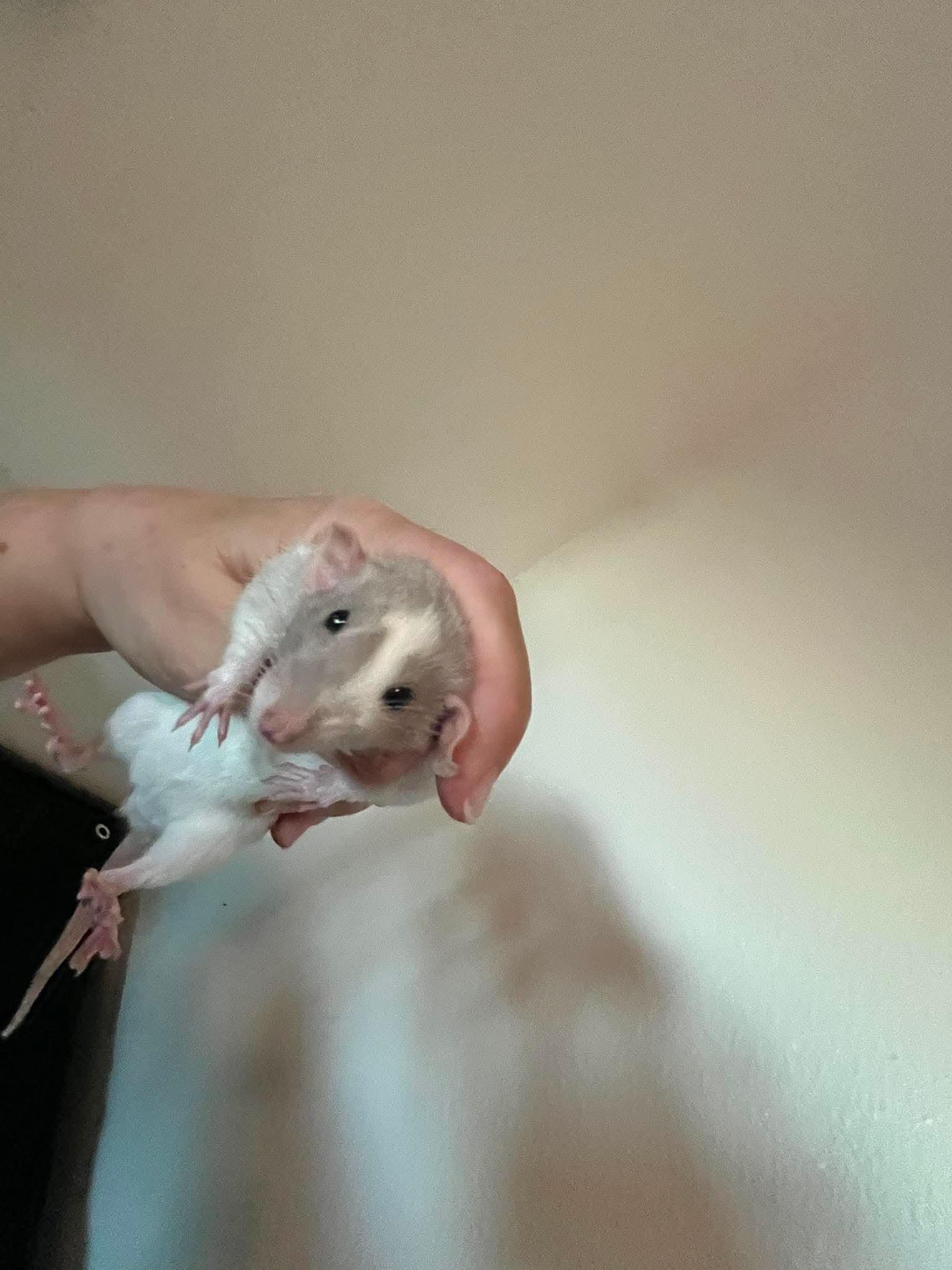Enlarge Decoupage, Easel and Collage, a ADOPTABLE Rat in Eugene, OR image 4/4