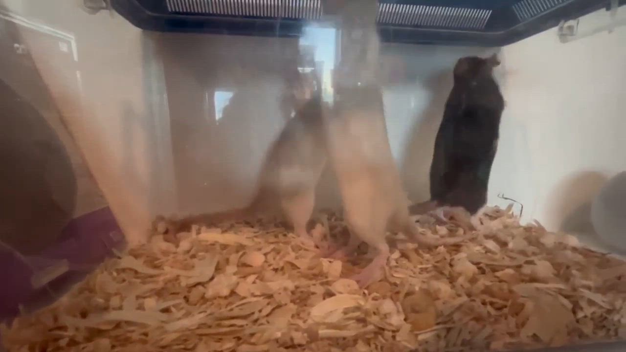 Enlarge Decoupage, Easel and Collage, a ADOPTABLE Rat in Eugene, OR video 1/4