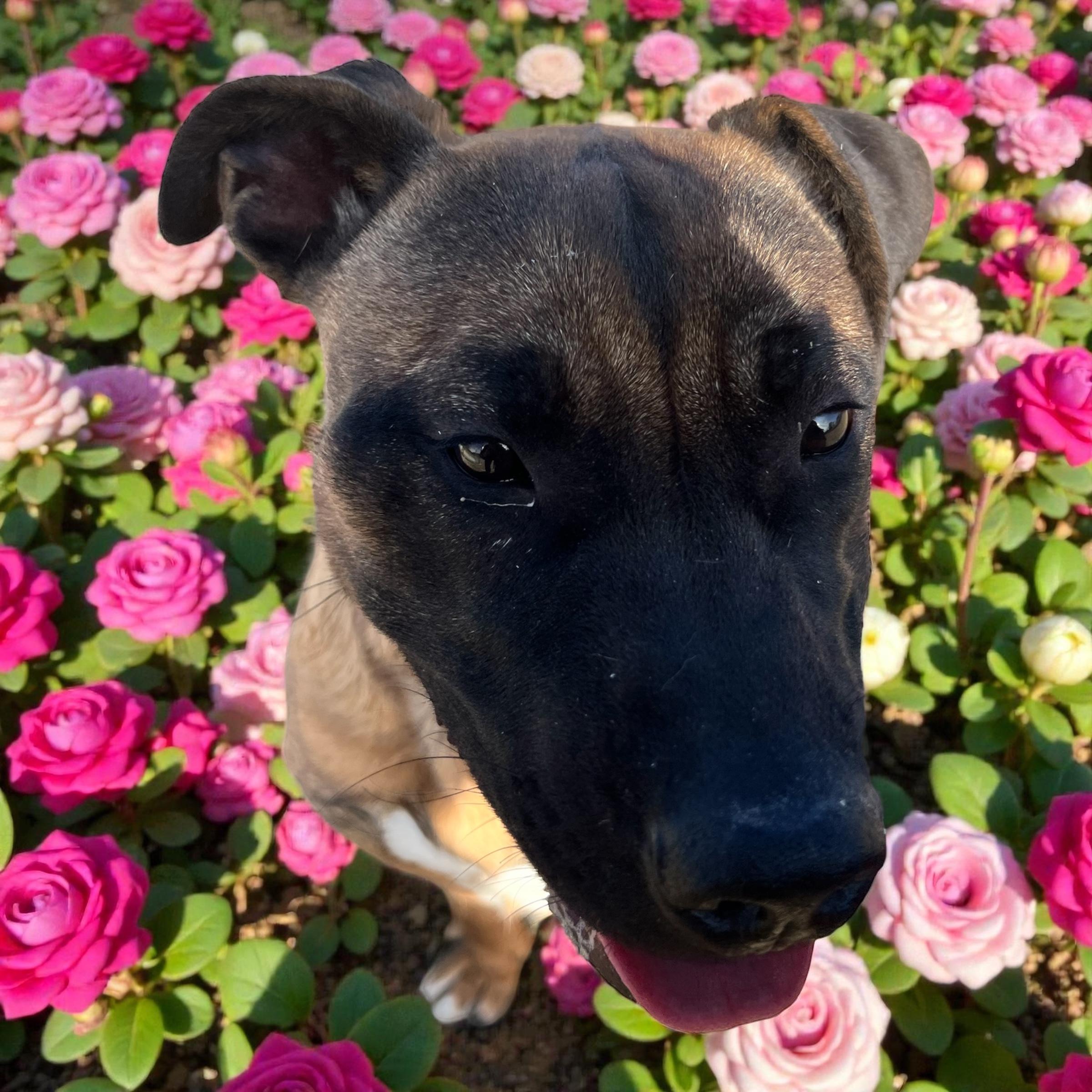 Enlarge Moose, a ADOPTABLE mixed breed in Horn Lake, MS image 2/6