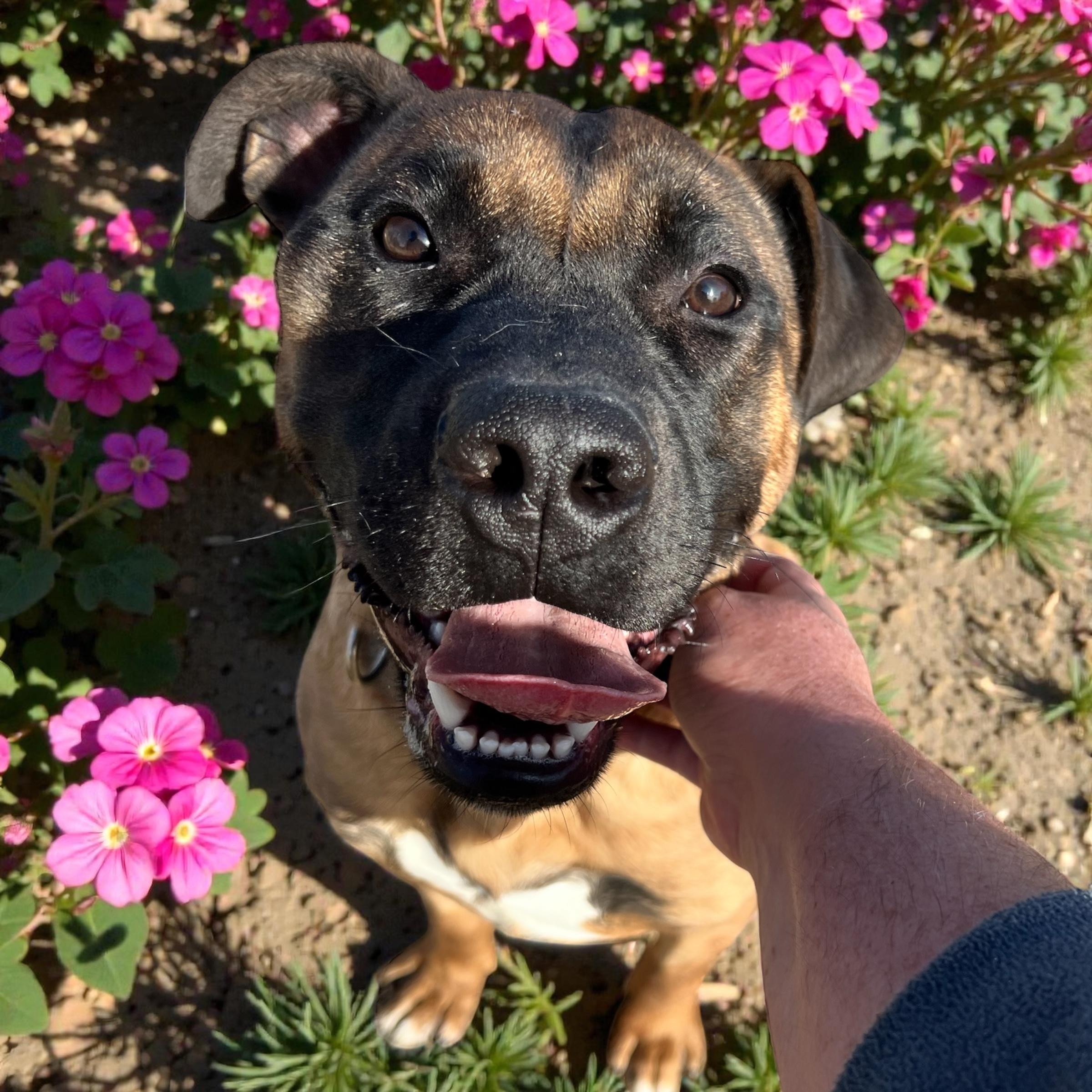 Enlarge Moose, a ADOPTABLE mixed breed in Horn Lake, MS image 3/6