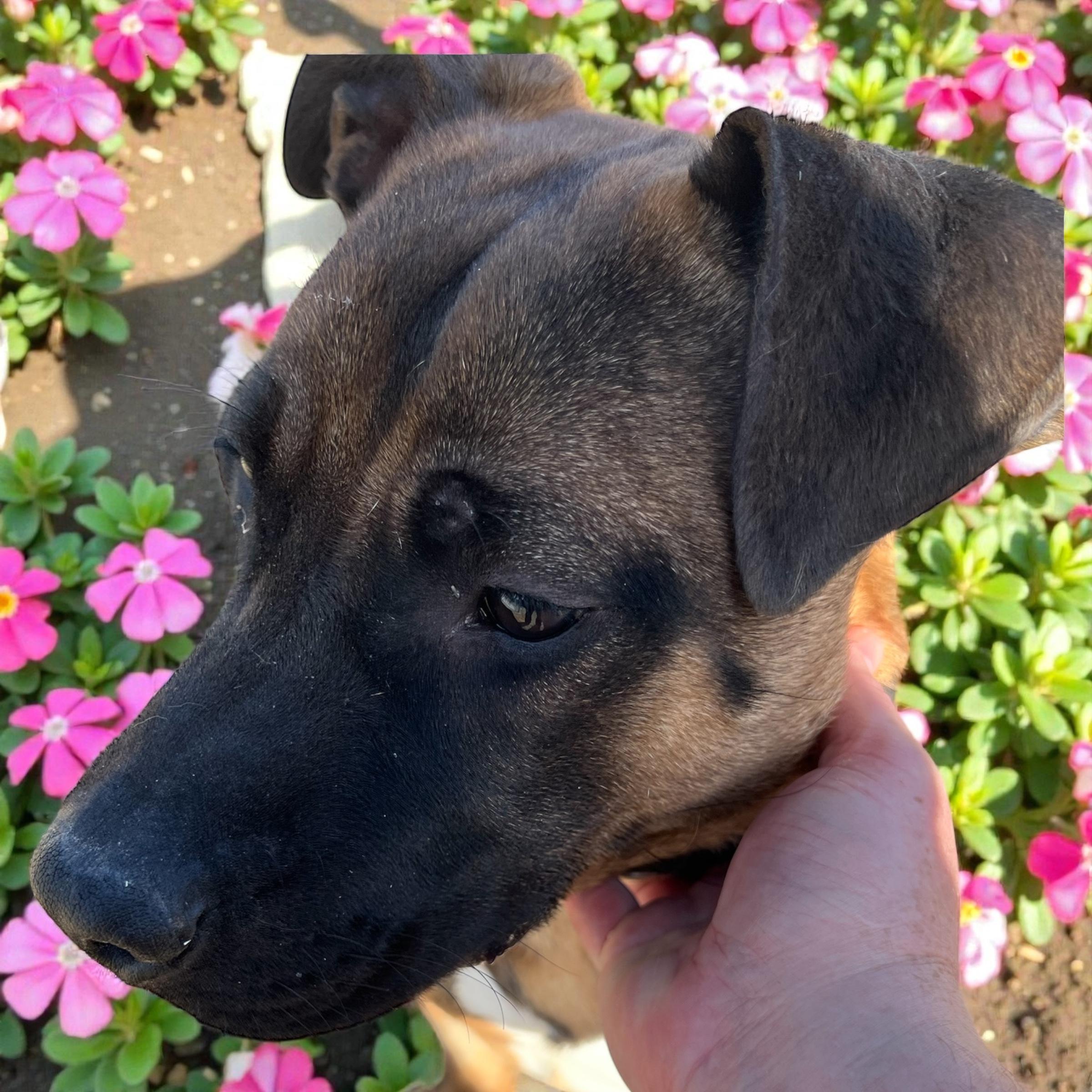 Enlarge Moose, a ADOPTABLE mixed breed in Horn Lake, MS image 4/6