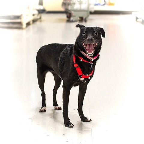 Enlarge Bear, a Adoptable Terrier in Utica, MI image 1/2