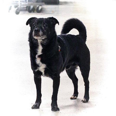 Enlarge Bear, a Adoptable Terrier in Utica, MI image 2/2
