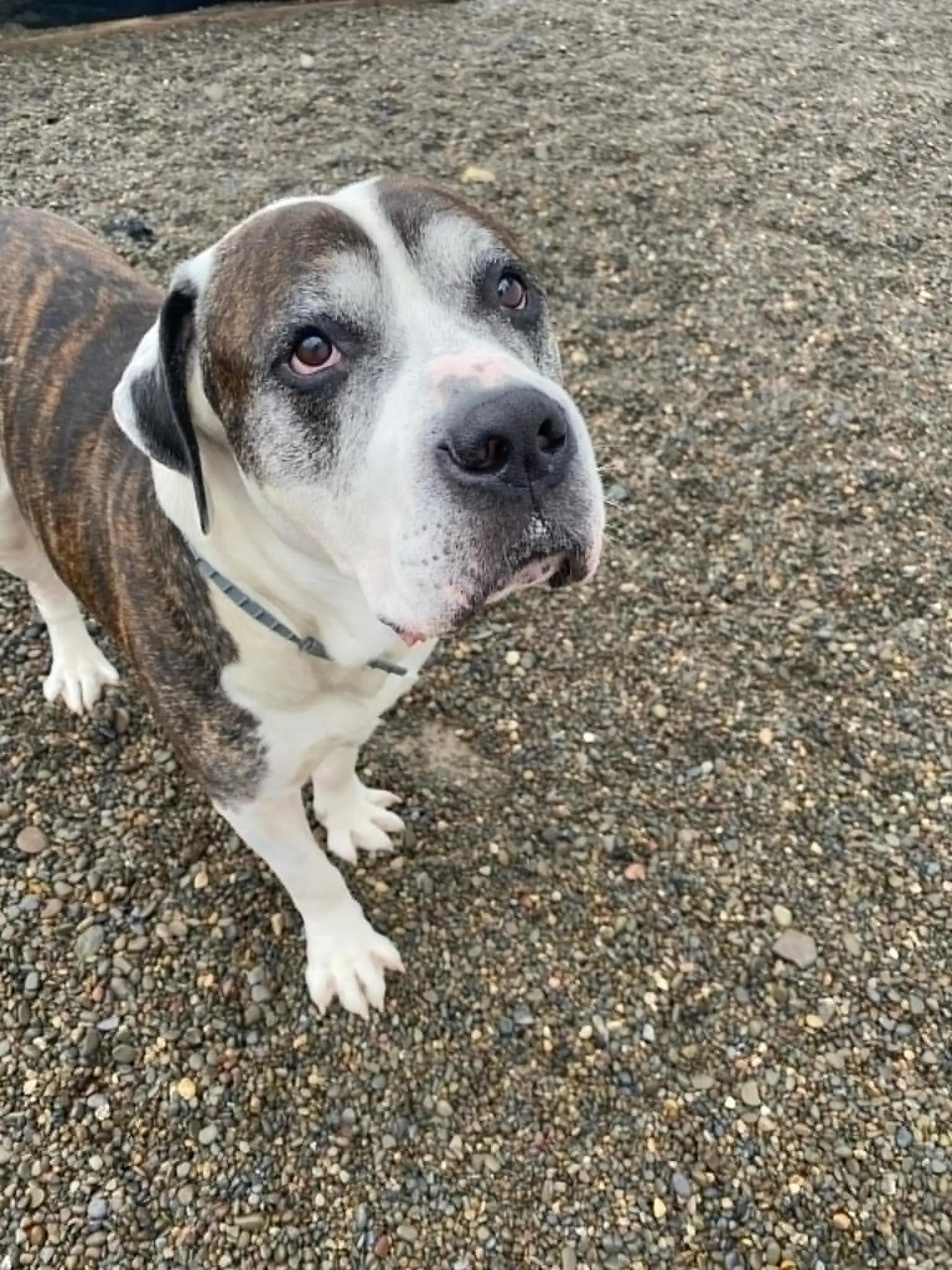 Dog for adoption Ace, a Mixed Breed in Binghamton, NY Petfinder