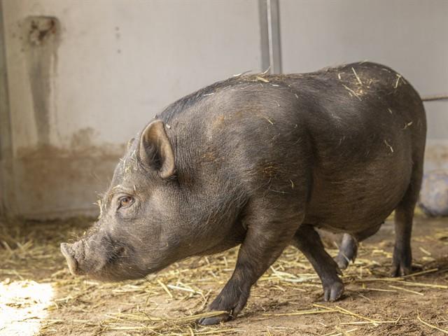 KISSIN KYLE, Adoptable, Young Male Pig.