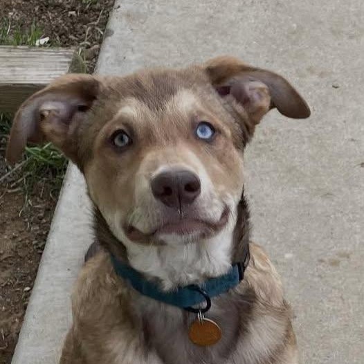Enlarge Houdini, a ADOPTABLE Mixed Breed in Chino valley, AZ image 1/1