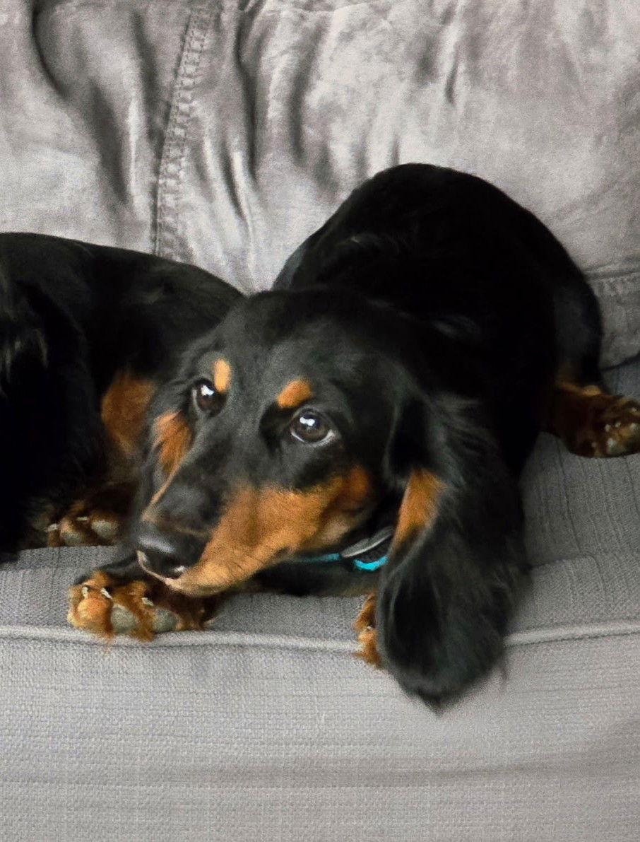 Enlarge Wiley, a Adopted Dachshund in Sioux Falls, SD image 1/1