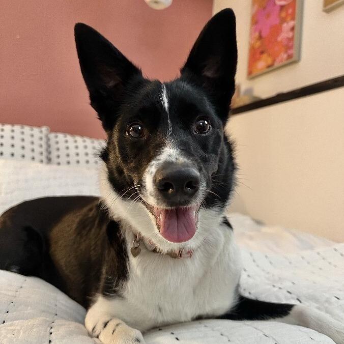 Callie, a Adoptable mixed breed in Alma, WI image 1/6