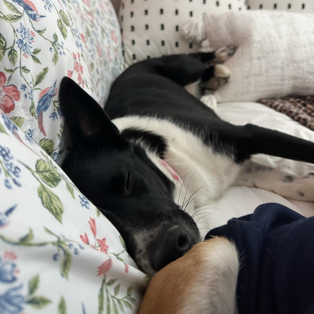 Callie, a Adoptable mixed breed in Alma, WI image 3/6