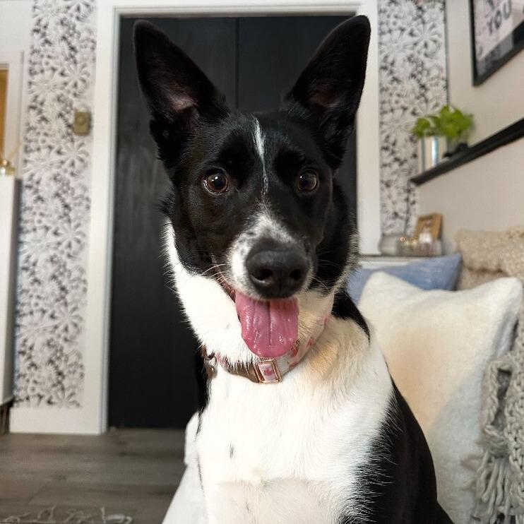 Callie, a Adoptable mixed breed in Alma, WI image 4/6
