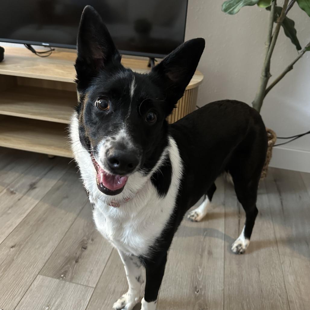 Callie, a Adoptable mixed breed in Alma, WI image 5/6