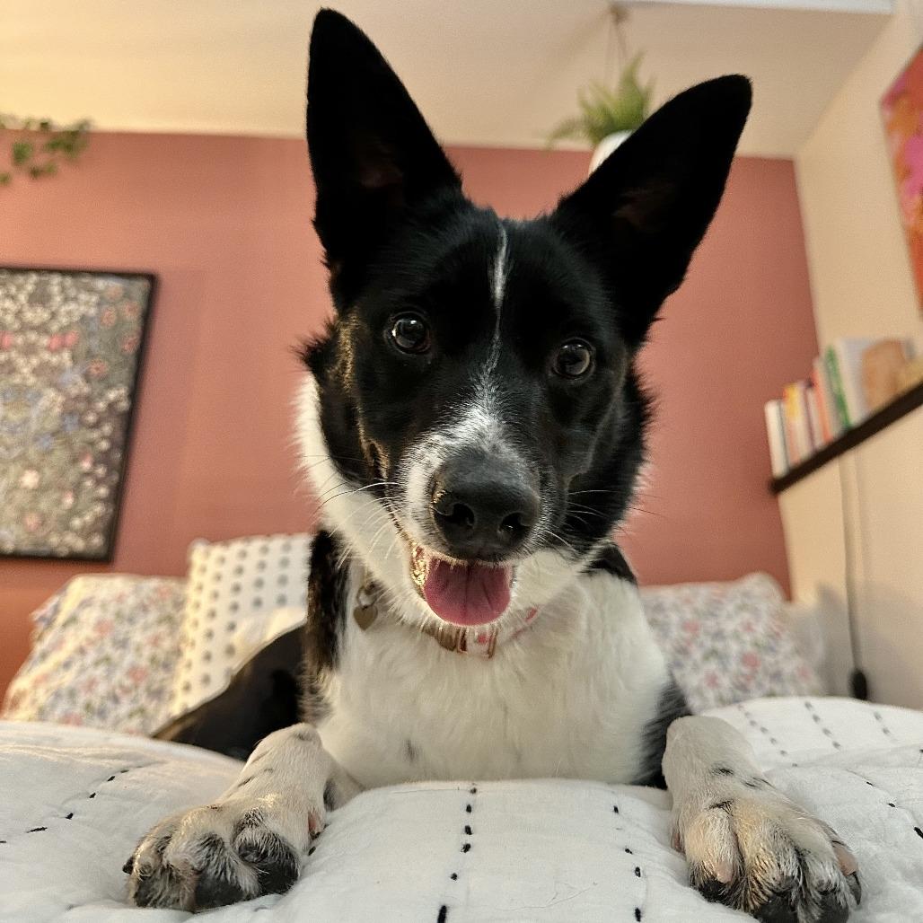 Callie, a Adoptable mixed breed in Alma, WI image 6/6