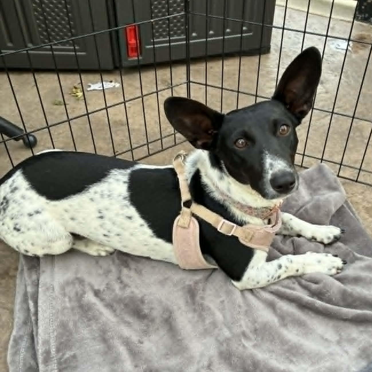 Irma Gerd, an adopted mixed breed in Oklahoma City, OK image 1/6