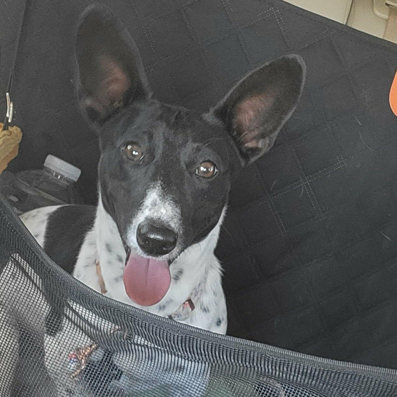 Irma Gerd, an adopted mixed breed in Oklahoma City, OK image 5/6