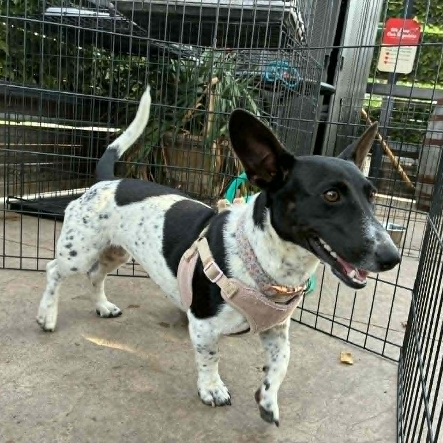 Irma Gerd, an adopted mixed breed in Oklahoma City, OK image 4/6