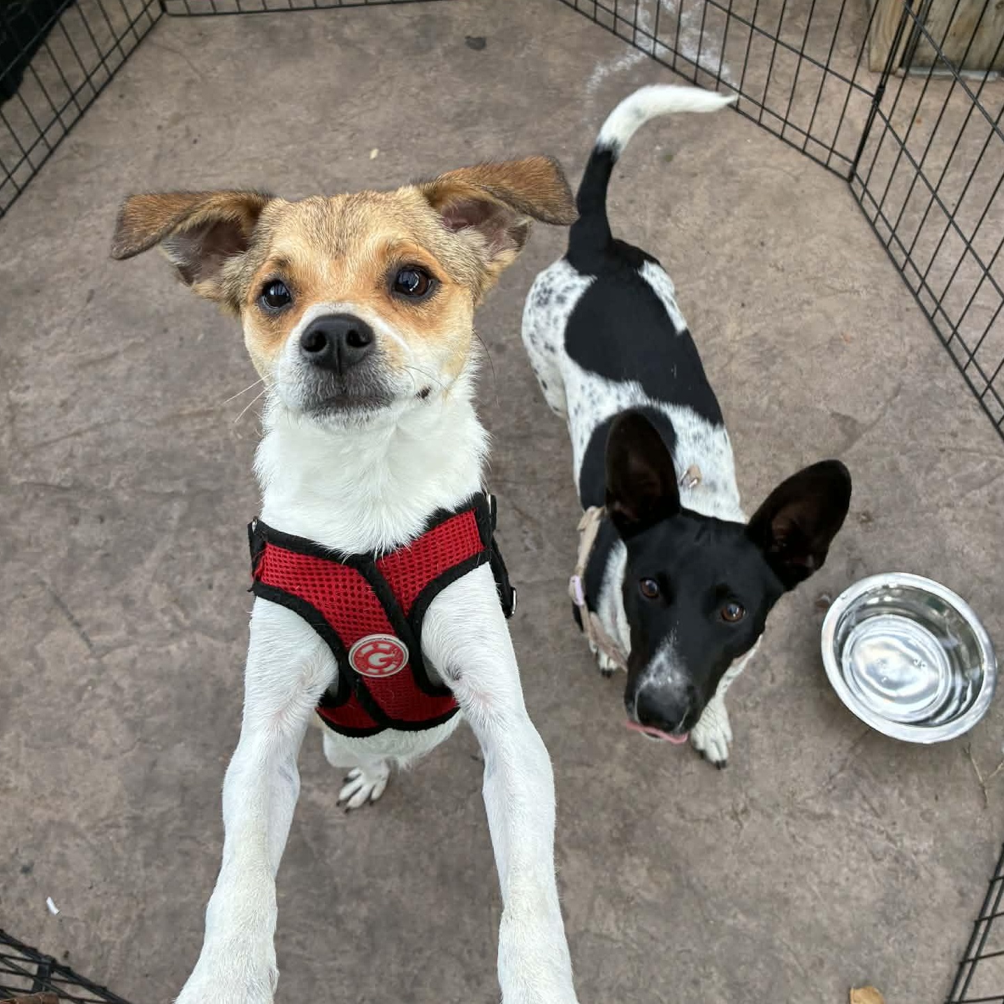 Irma Gerd, an adopted mixed breed in Oklahoma City, OK image 6/6