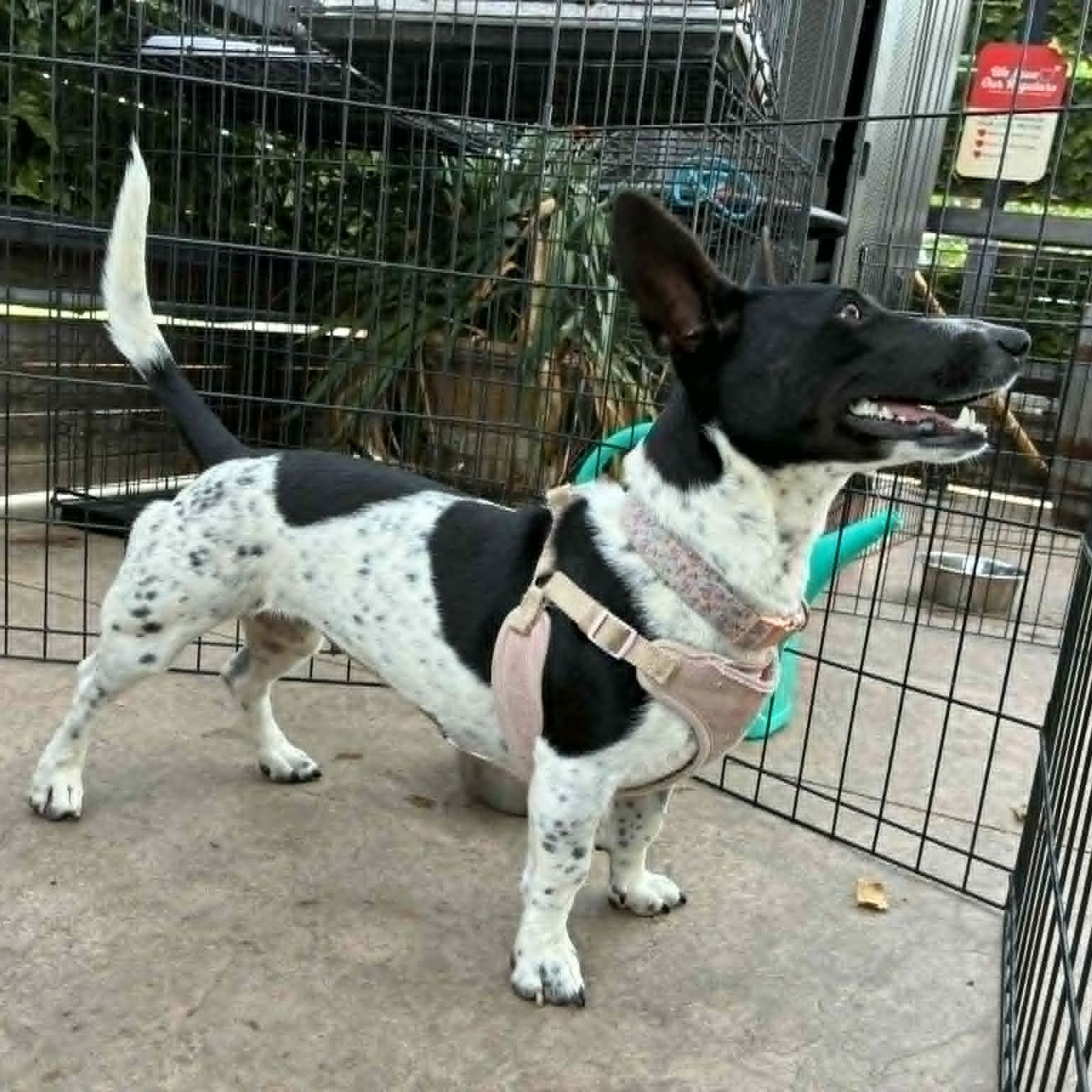 Irma Gerd, an adopted mixed breed in Oklahoma City, OK image 2/6