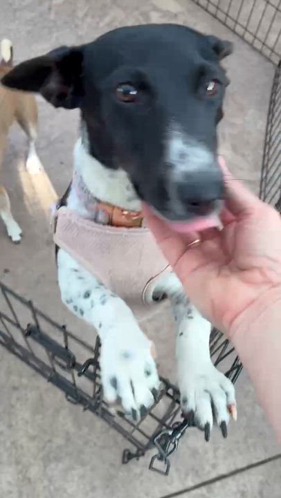 Enlarge Irma Gerd, an adopted mixed breed in Oklahoma City, OK video 3/6