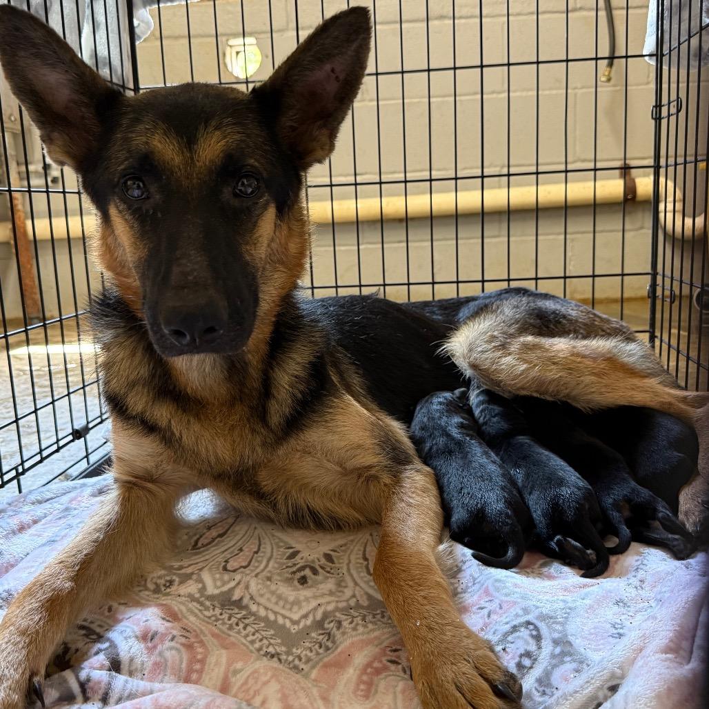 Moe 082501, Adoptable, Adult Female German Shepherd Dog.