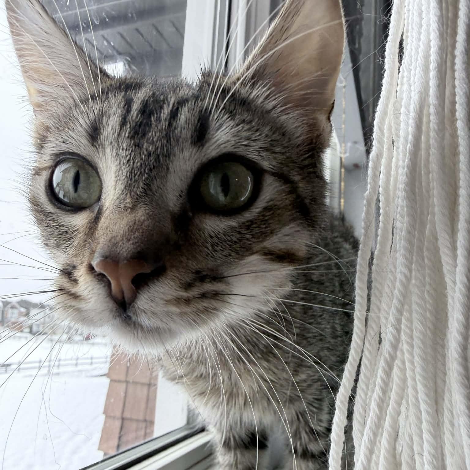 Enlarge Darrell (m) tabby 6mths old, a Adoptable Domestic Short Hair in Ottawa, ON image 2/5