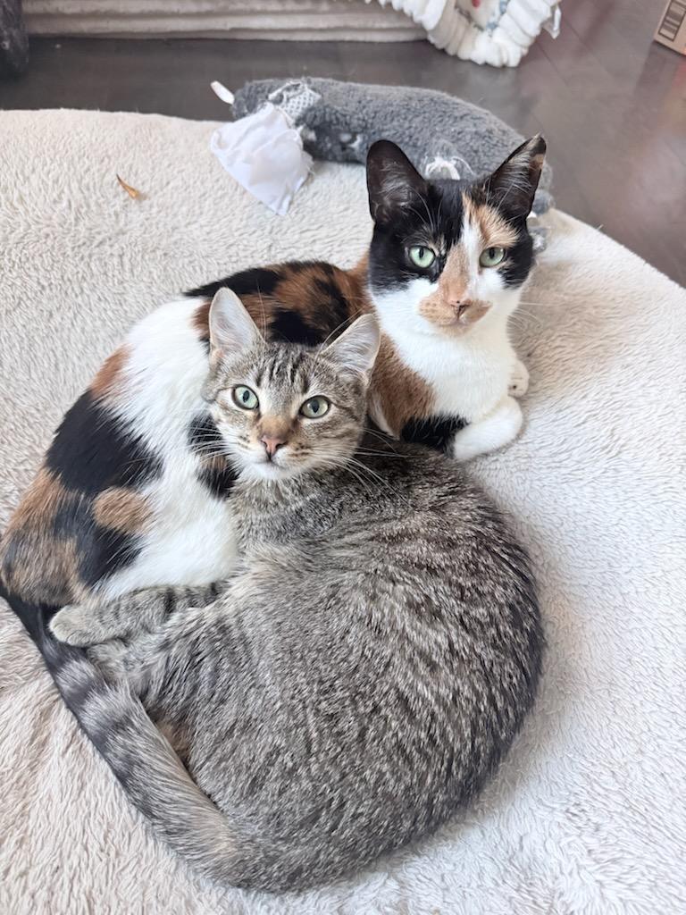 Darrell (m) tabby 7mths old, Adoptable, Young Male Domestic Short Hair.