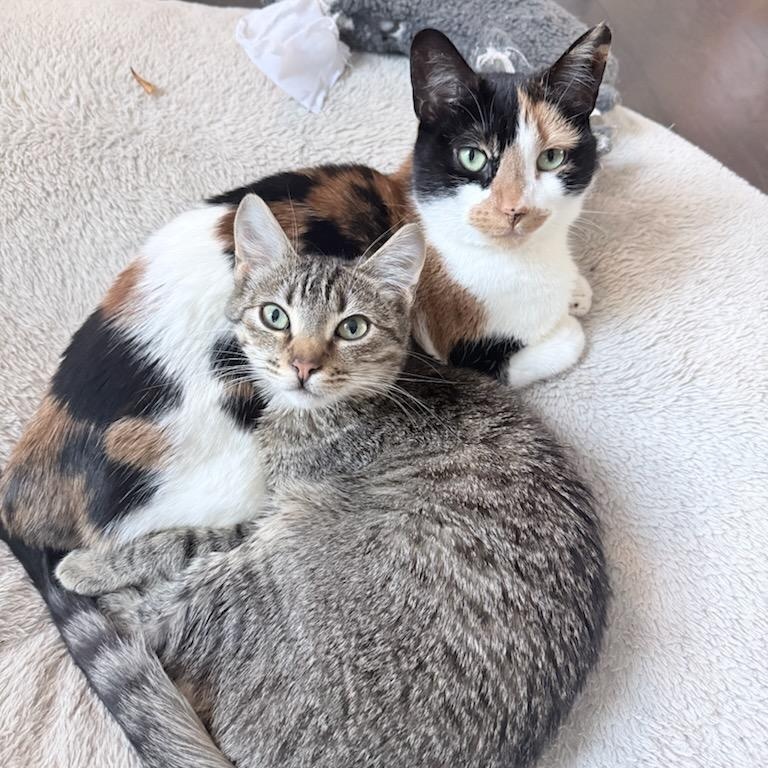 Enlarge Darrell (m) tabby brown 11mths old, a Adoptable Domestic Short Hair in Ottawa, ON image 3/6