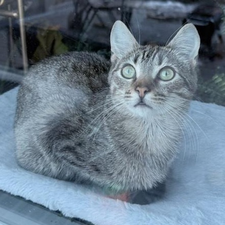 Enlarge Darrell (m) tabby brown 11mths old, a Adoptable Domestic Short Hair in Ottawa, ON image 1/6