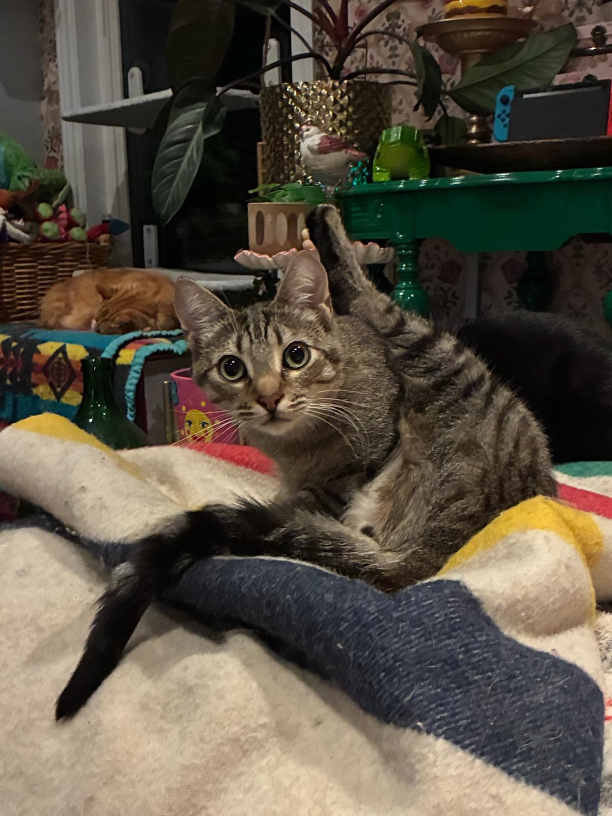Enlarge Darrell (m) 1 to 2 yrs old beige spotted tabby, a Adoptable Domestic Short Hair in Ottawa, ON image 6/6