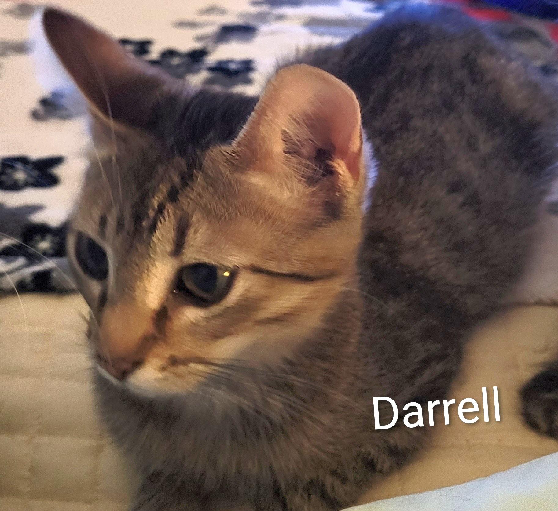 Darrell (m) tabby 5mths old