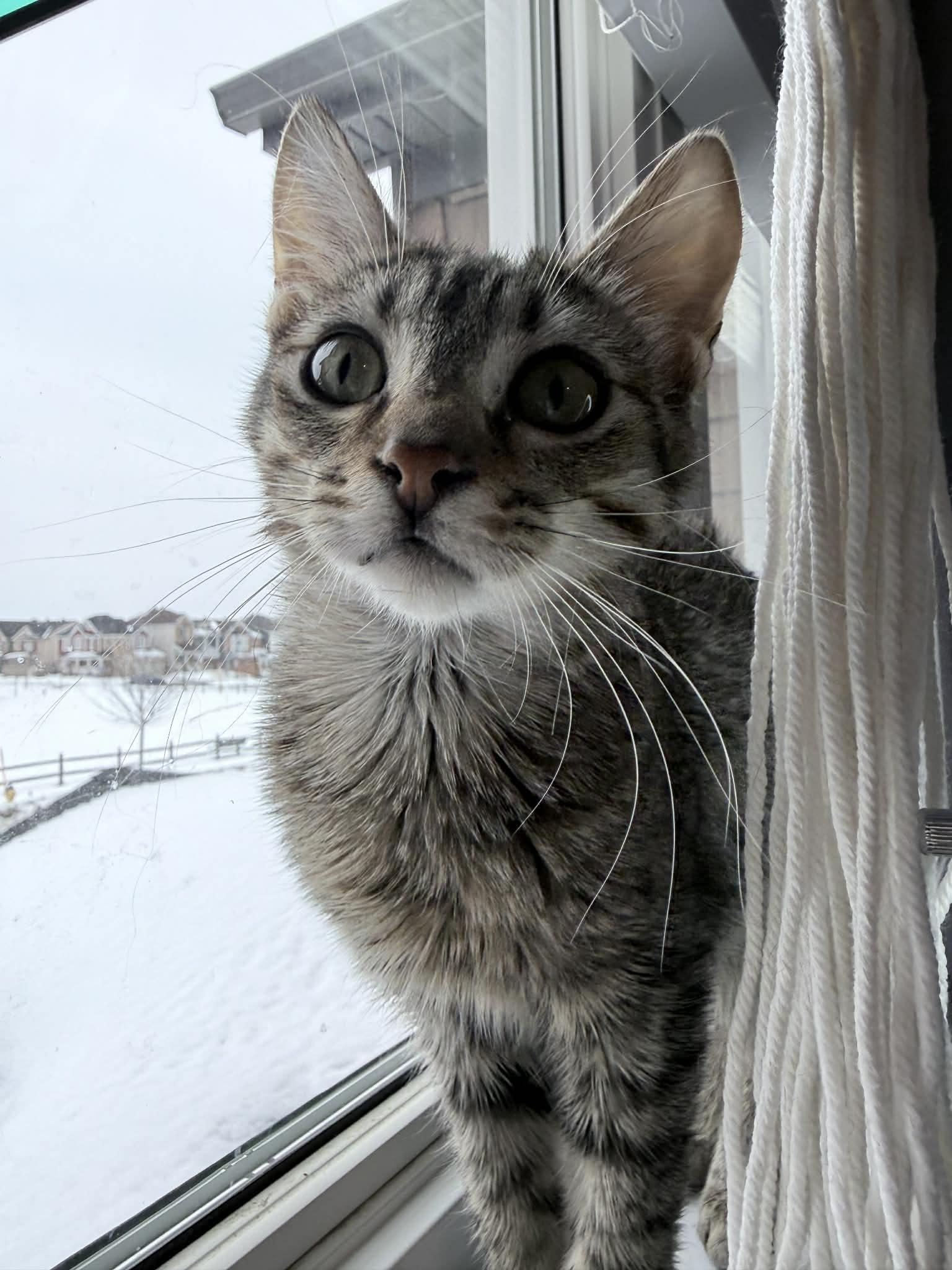 Enlarge Darrell (m) tabby 6mths old, a Adoptable Domestic Short Hair in Ottawa, ON image 5/5
