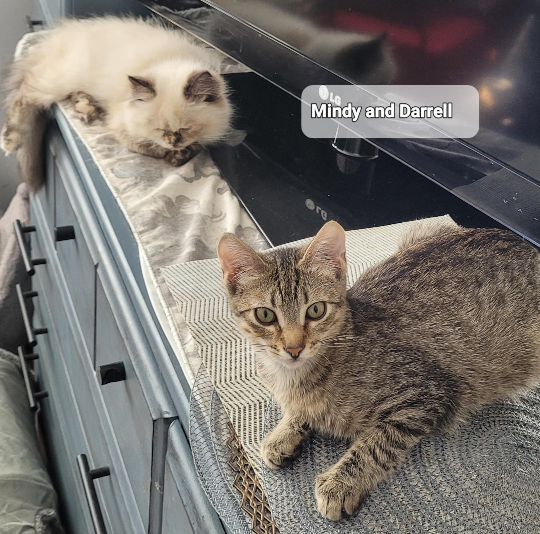 Darrell (m) tabby 5mths old