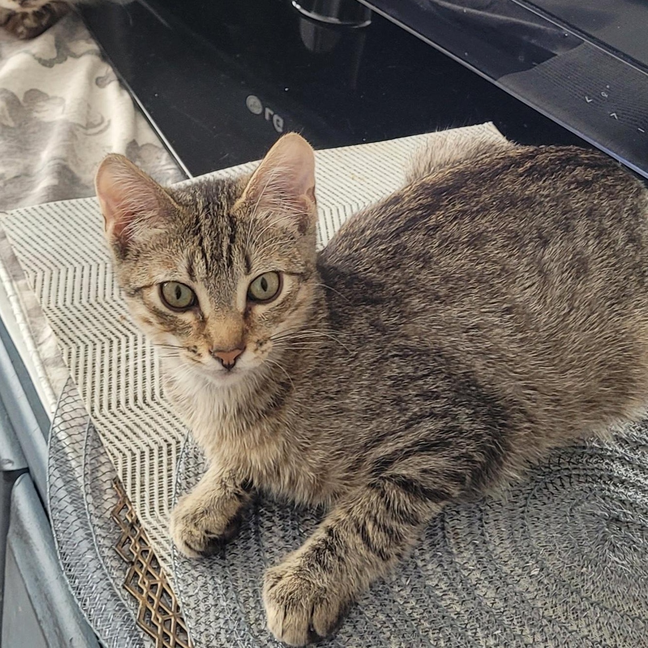 Enlarge Darrell (m) tabby 6mths old, a Adoptable Domestic Short Hair in Ottawa, ON image 2/6