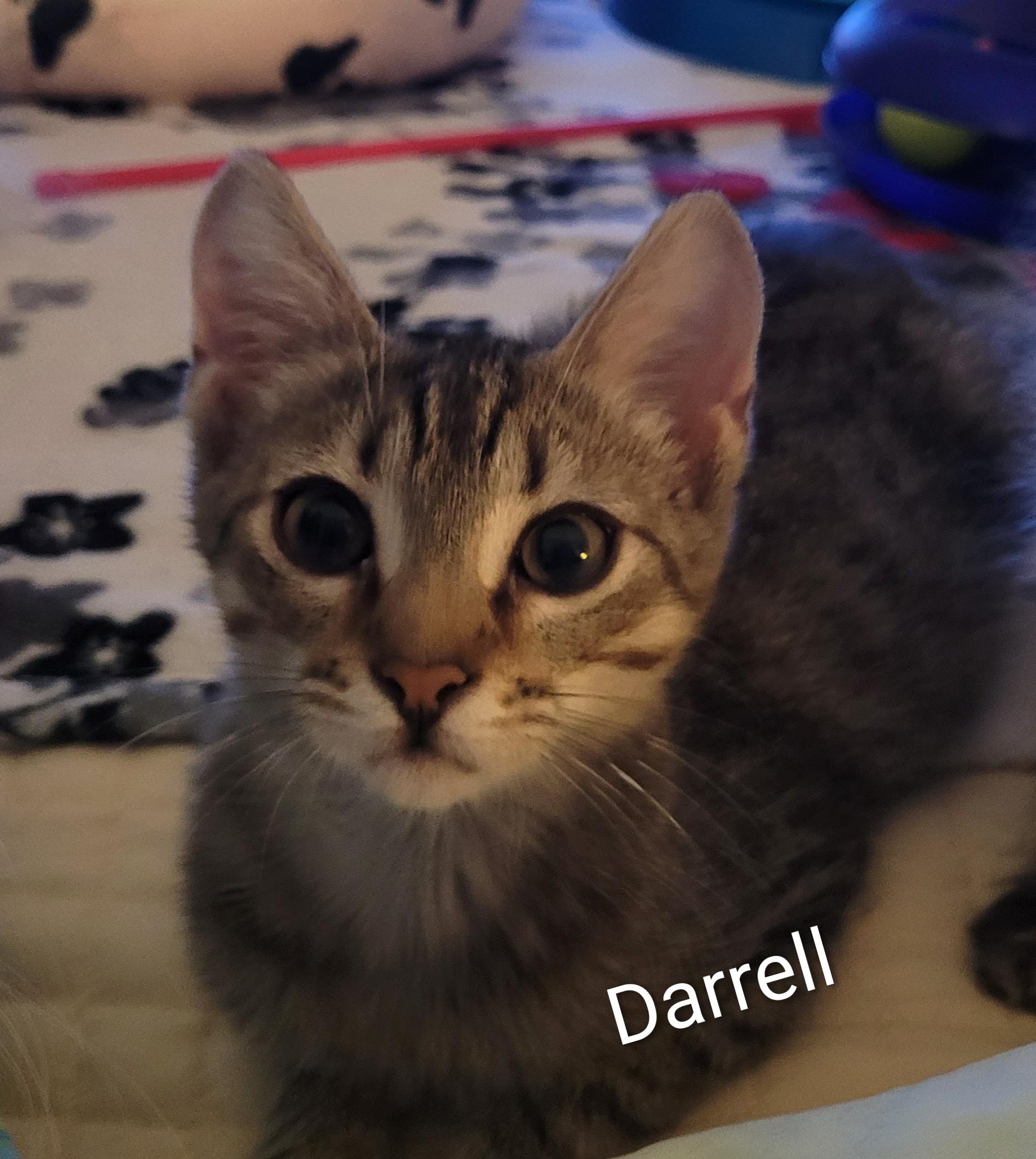 Darrell (m) tabby 5mths old