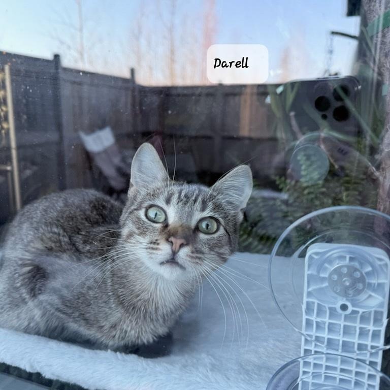 Darrell (m) 1 to 2 yrs old beige spotted tabby, Adoptable, Adult Male Domestic Short Hair.