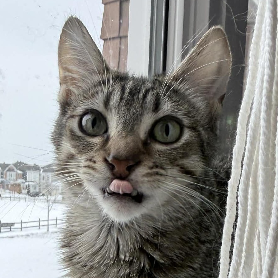 Enlarge Darrell (m) tabby 6mths old, a Adoptable Domestic Short Hair in Ottawa, ON image 1/5