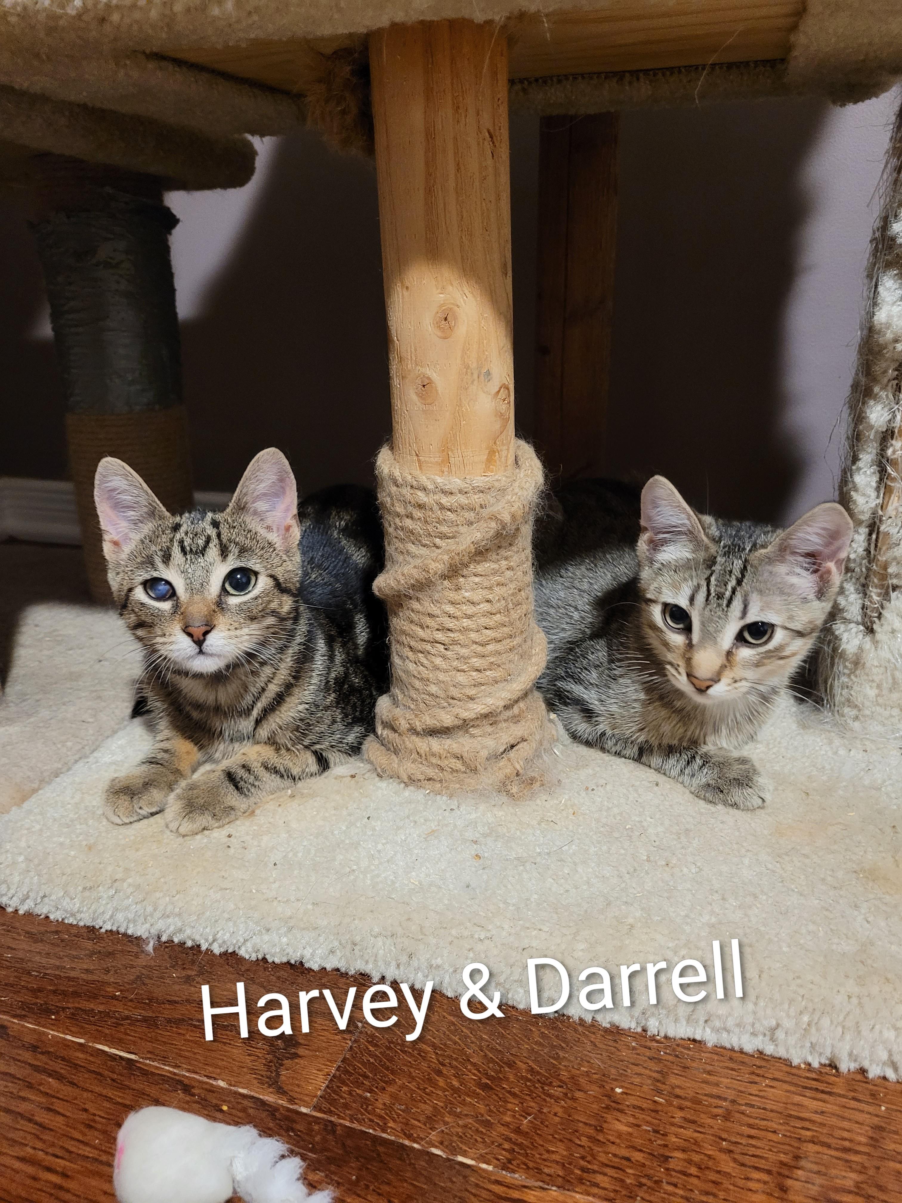 Darrell (m) tabby 5mths old