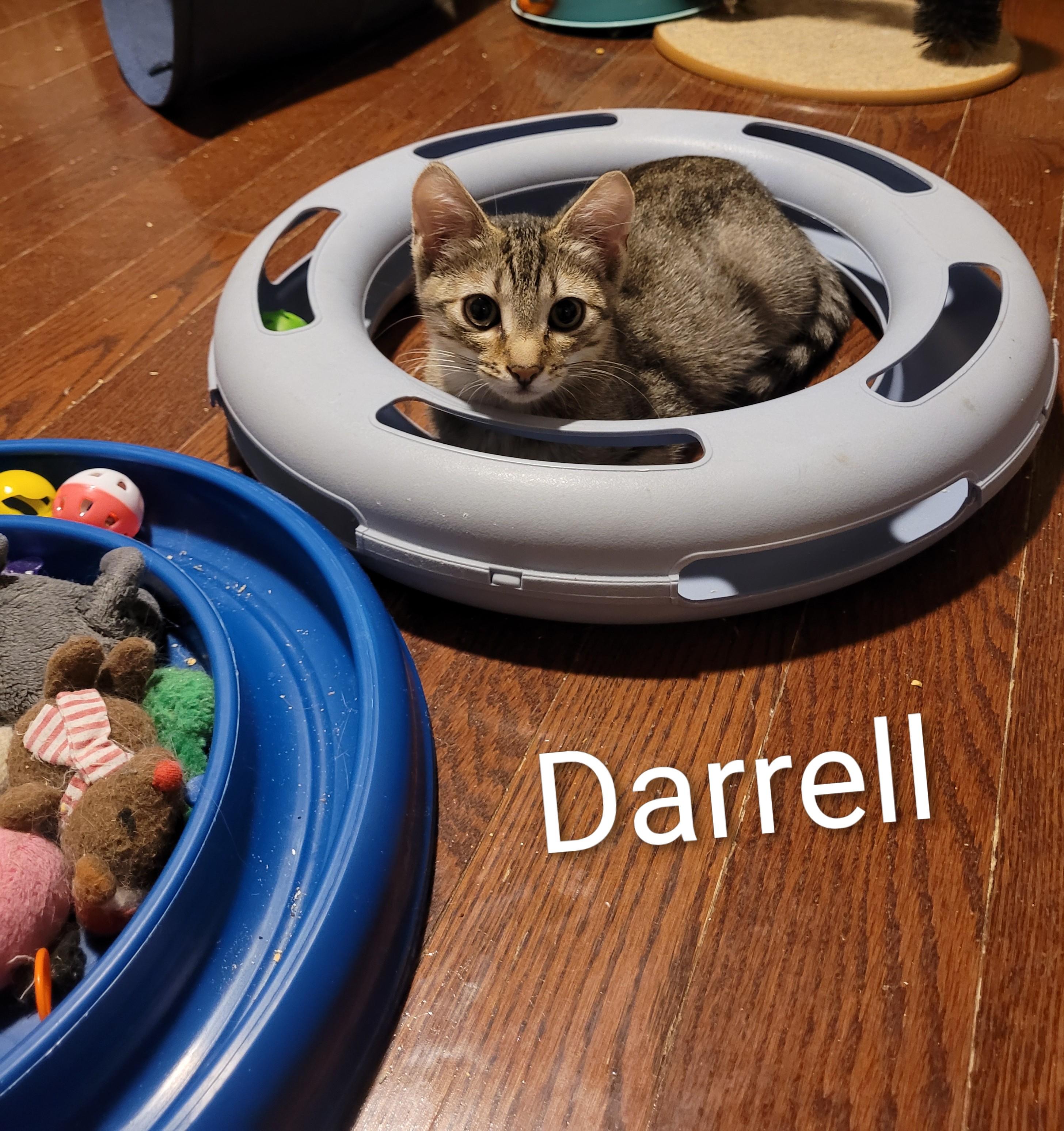 Darrell (m) tabby 5mths old