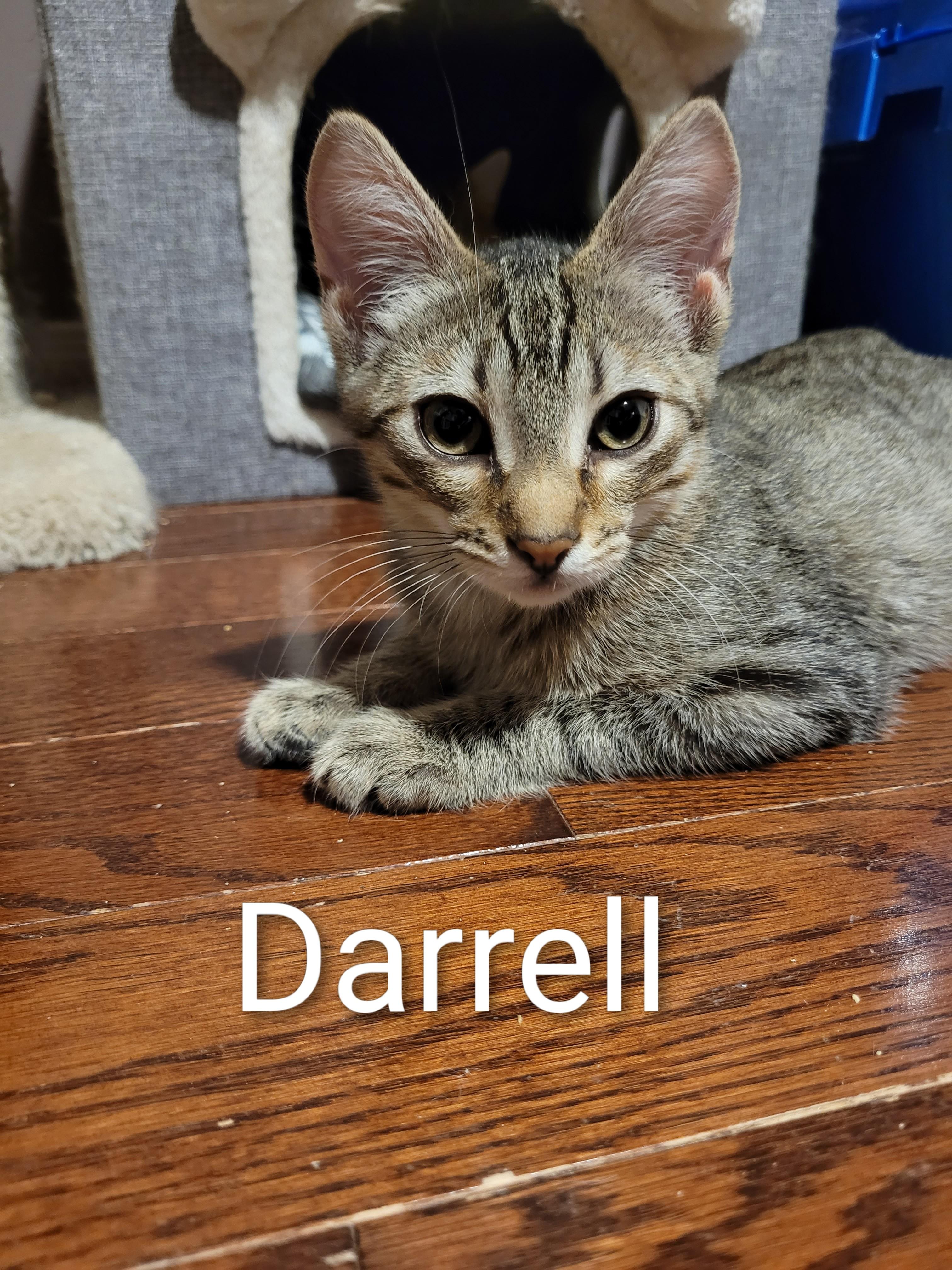 Enlarge Darrell (m) tabby 6mths old, a Adoptable Domestic Short Hair in Ottawa, ON image 1/6