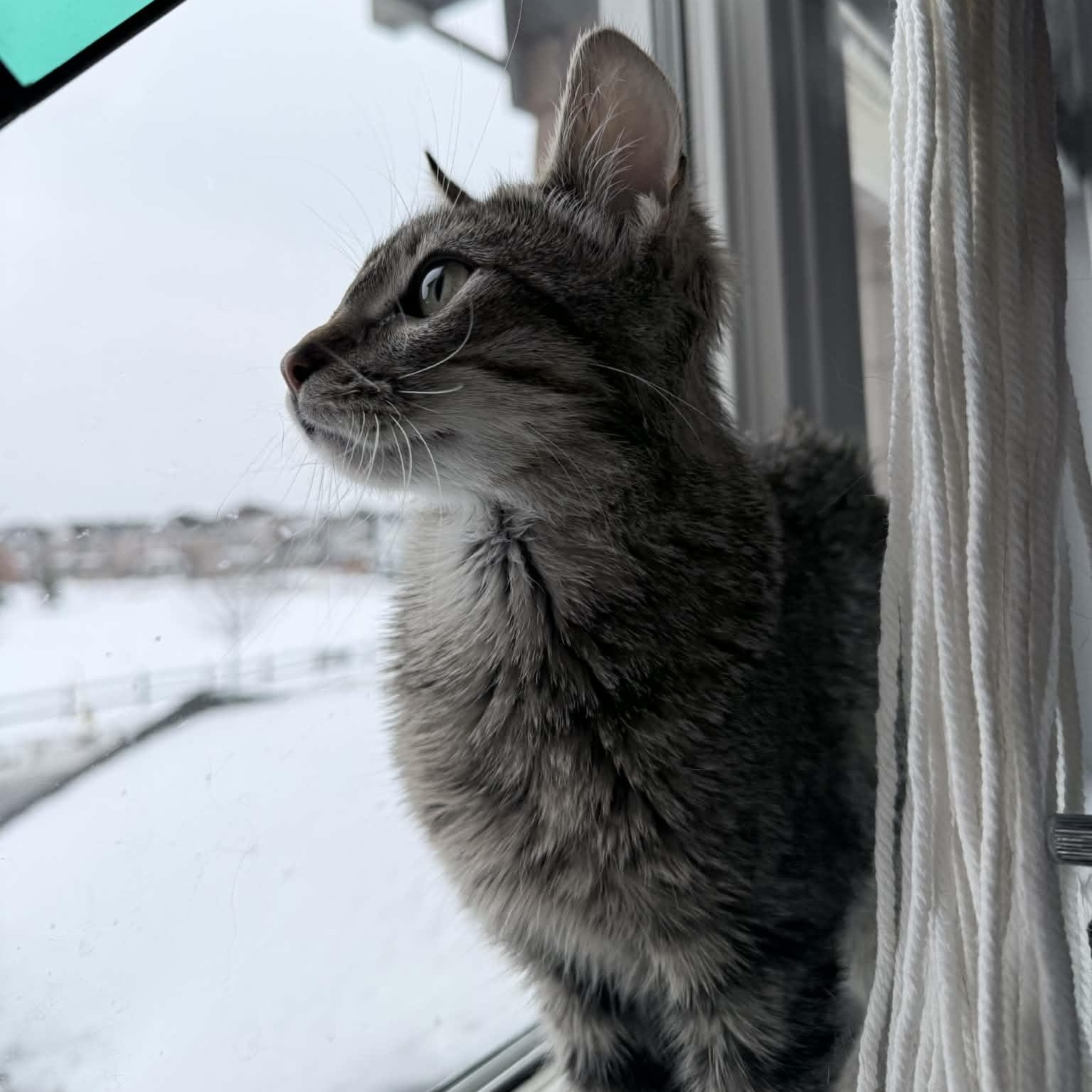 Enlarge Darrell (m) tabby 6mths old, a Adoptable Domestic Short Hair in Ottawa, ON image 3/5