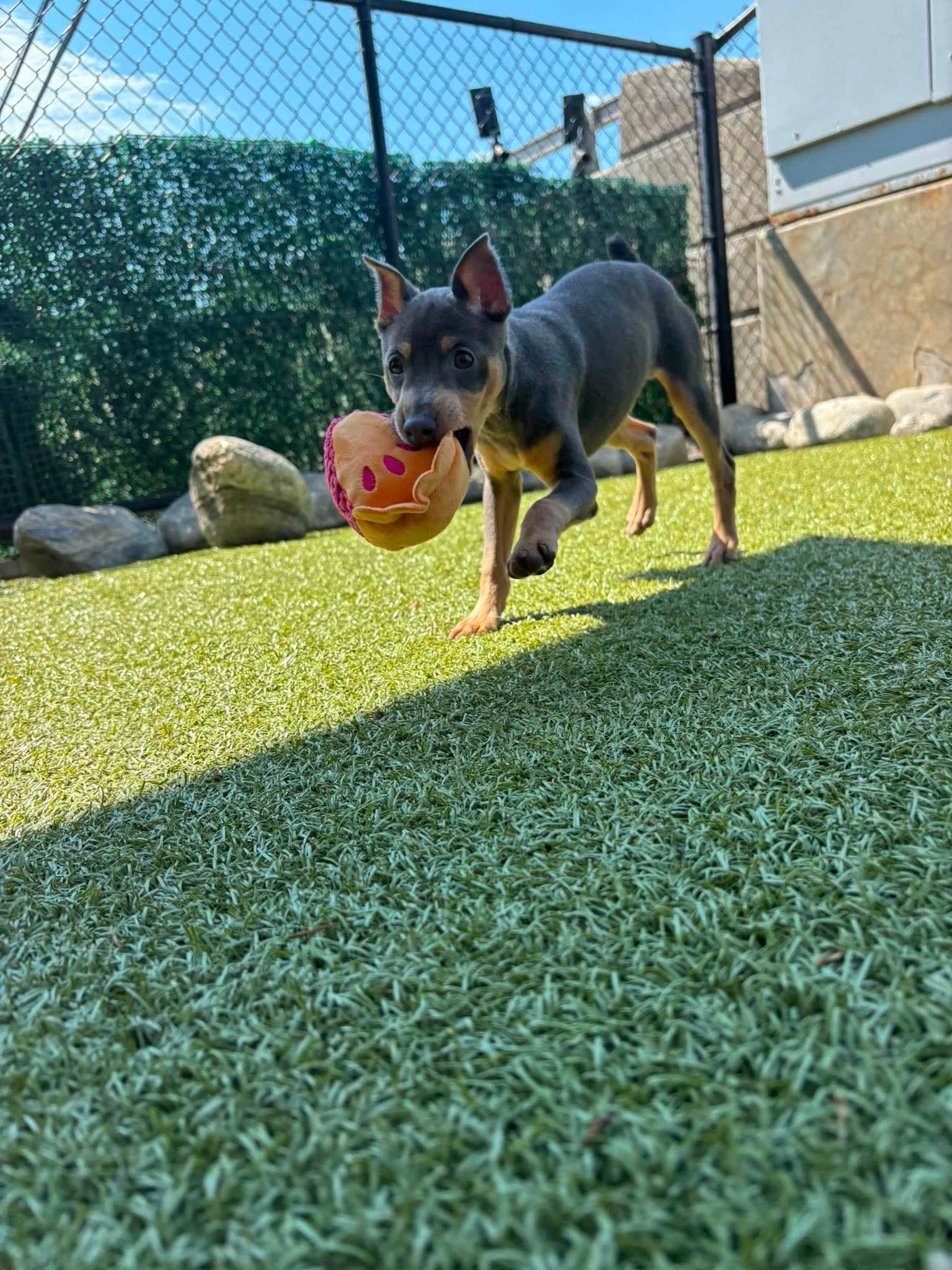 Napoleon, an adopted Miniature Pinscher in Stamford, CT image 5/6