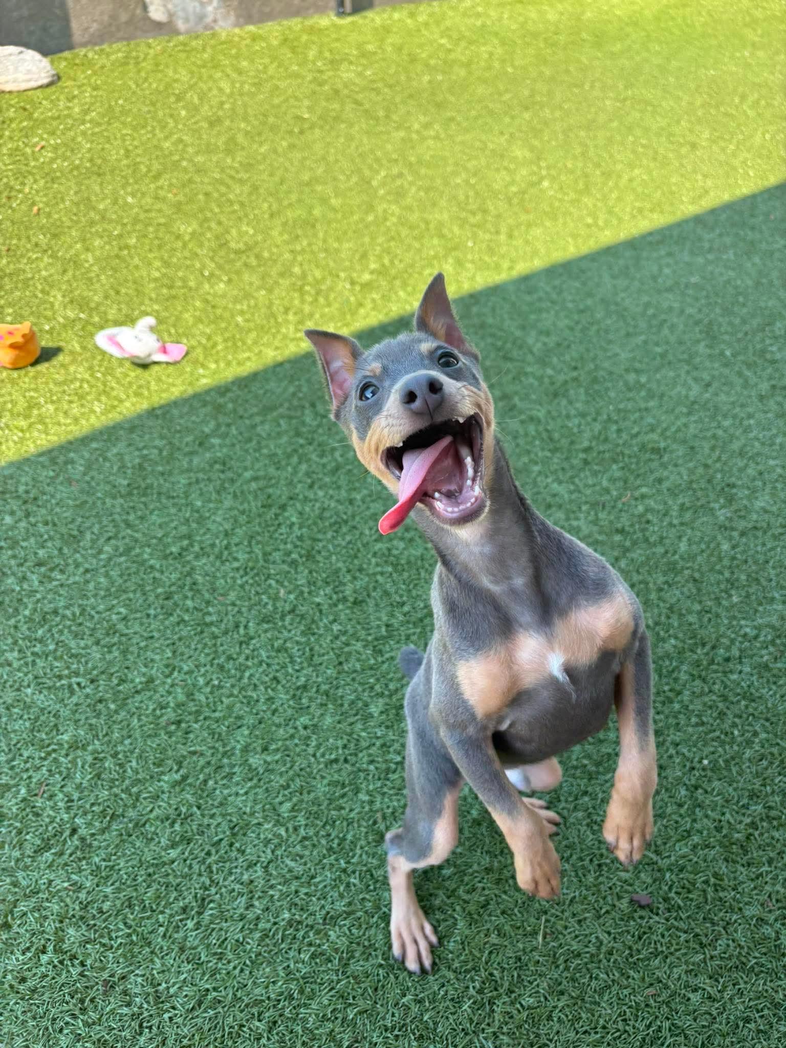Napoleon, an adopted Miniature Pinscher in Stamford, CT image 1/6