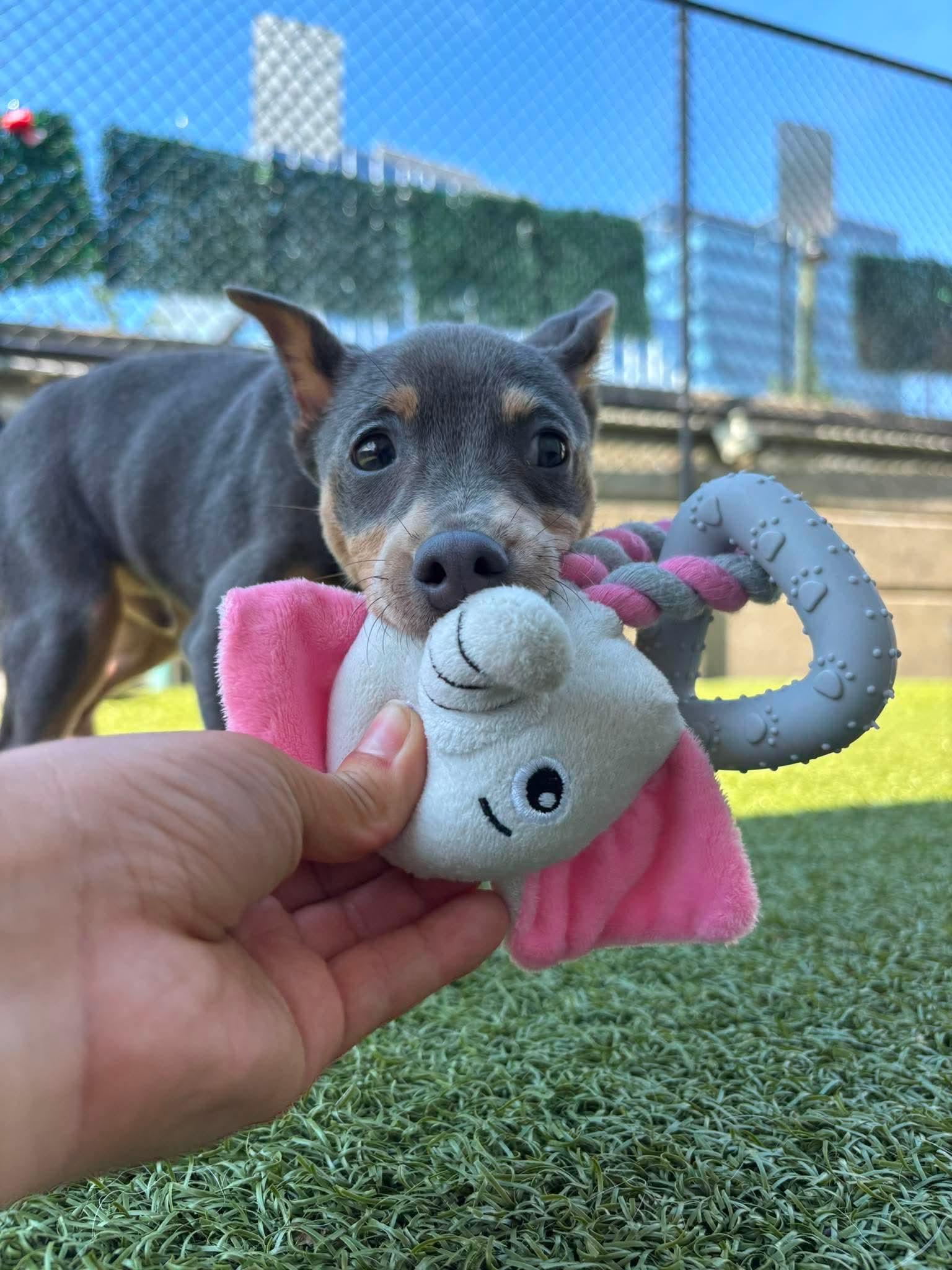 Napoleon, an adopted Miniature Pinscher in Stamford, CT image 2/6