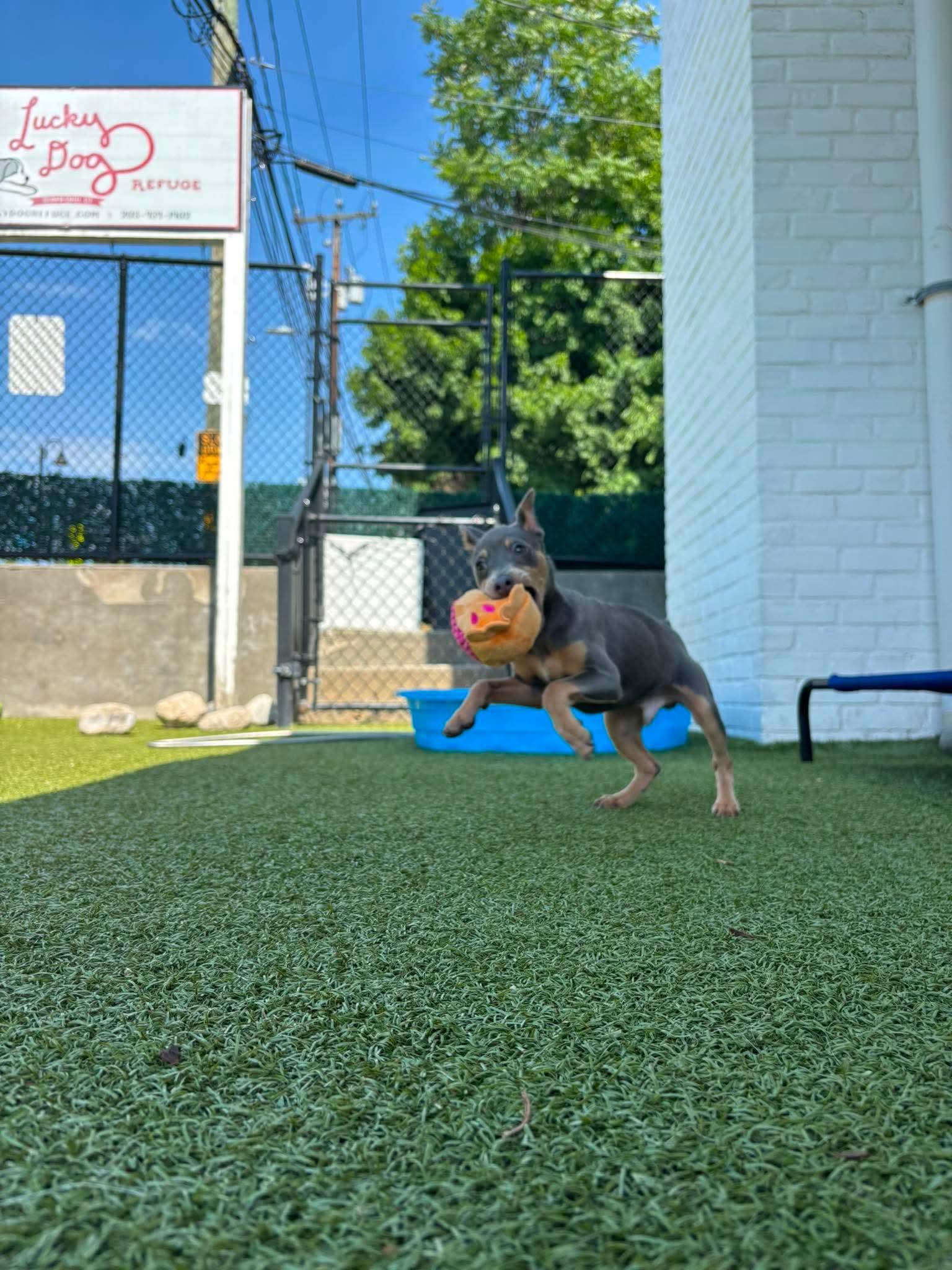 Napoleon, an adopted Miniature Pinscher in Stamford, CT image 6/6